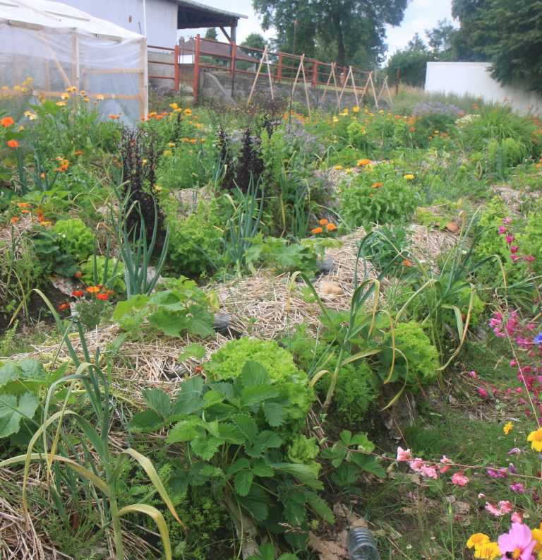 Plante et Cie #06 Permaculture familiale partie 1 /