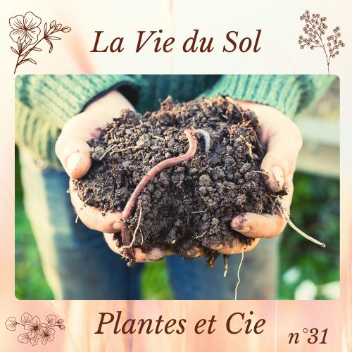 Plantes et Cie n°31 : La vie du sol
